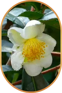 Camellia Sinensis ingredient used in LivPure